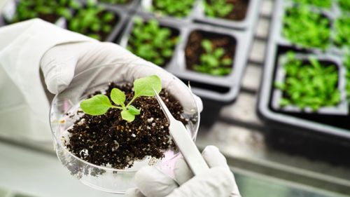 獲投240萬美元,分子農業初創用 植物工廠 生產乳制品蛋白,高瓴也曾布局